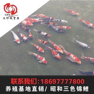 南阳大印观赏鱼新品上线 30-40公分昭和三色锦鲤 精品大正锦鲤鱼