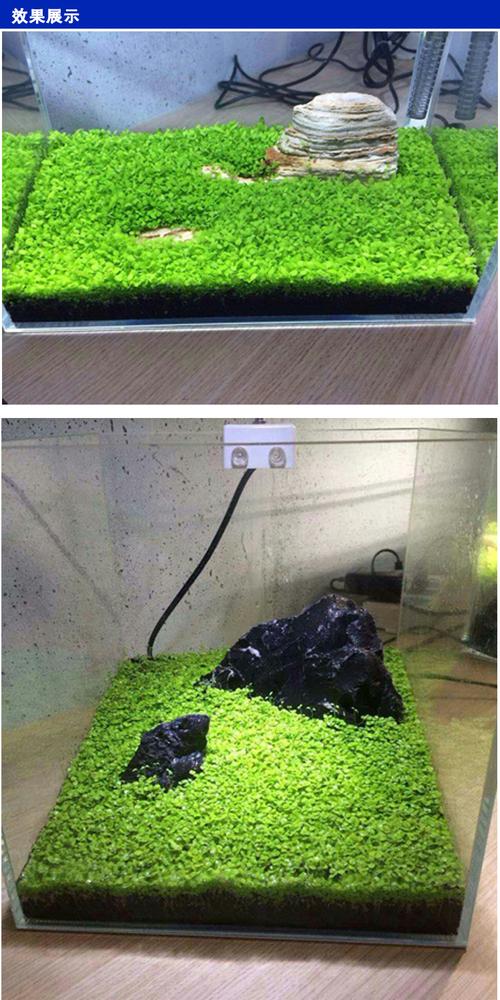 水草种子鱼缸造景水草种子无需co2水草种子水草籽发芽