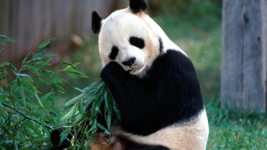 吃竹子的熊猫-动物摄影宽屏壁纸
