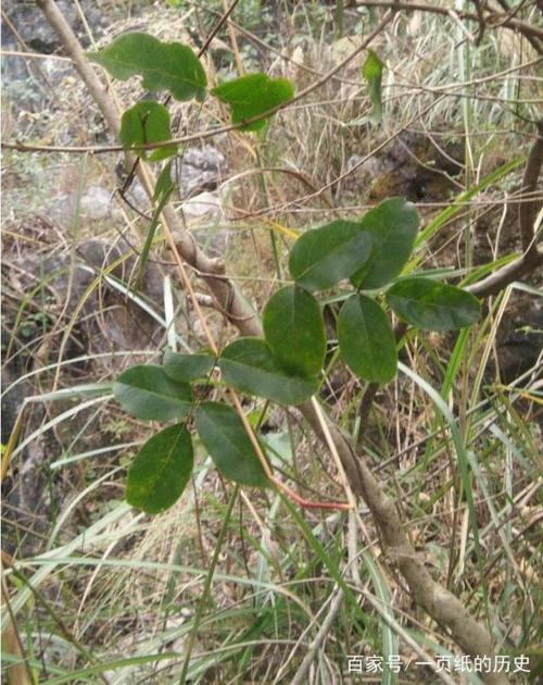 山莲藕,南方的野生植物,农民用它煲汤,其实它有强筋健