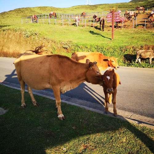 牛妈妈舔着小牛,舐犊情深