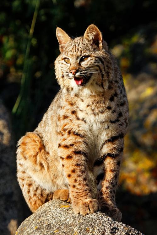 美国山猫,坐,短尾猫,石头