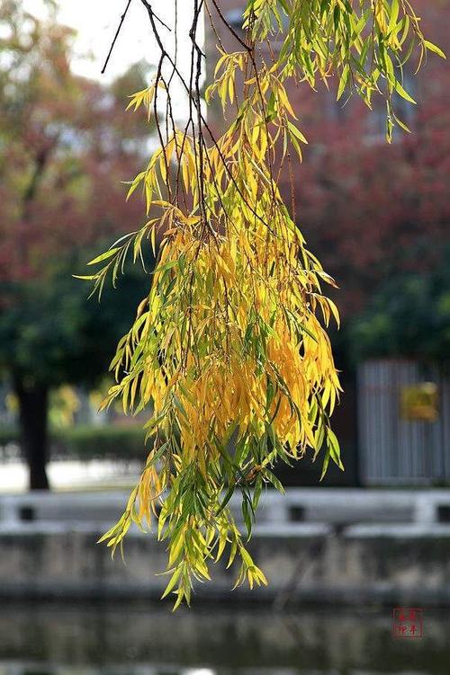 秋天,柳树的叶儿慢慢变黄,继而掉落让人感到有些凄凉