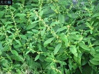 黄疸灵药一一天名精_功效