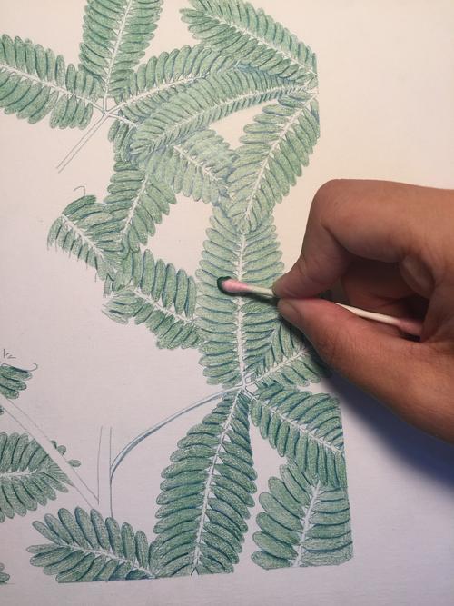 用彩铅画的含羞草,顺便保存了一下步骤,小教程,望喜欢 工具:辉柏嘉43