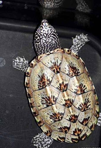 今天来聊一聊三大巨蛋之一墨西哥蛋龟