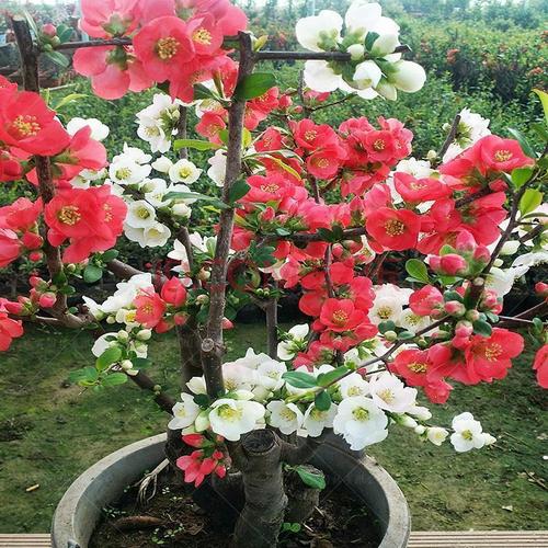 精品海棠花盆栽开花耐寒海棠花盆栽盆景阳台花卉绿植有型海棠树苗 复
