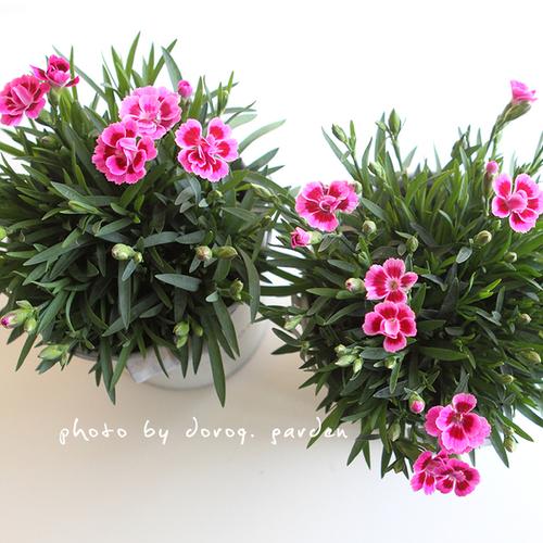 带花 耐寒 kisses pink 多洛库单瓣康乃馨盆栽 doroq 石竹初吻
