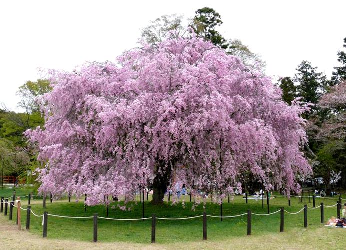 犹抱琵琶半遮面,樱花里的美娇娘
