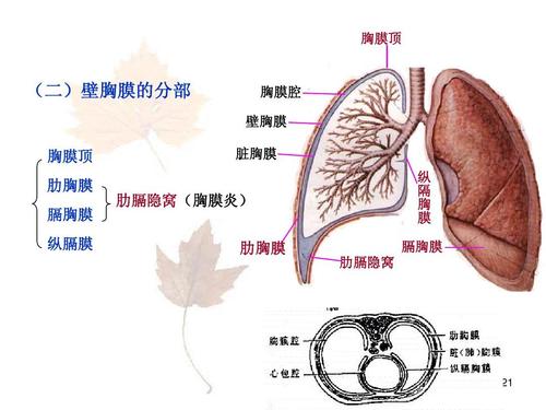 胸 膜 顶(二)胸膜的分部壁 胸腔 壁胸膜膜 胸顶膜肋 膜胸膈胸膜 纵 膈