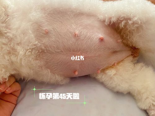 狗子怀孕第45天了_怀孕_孕期_宠物_狗