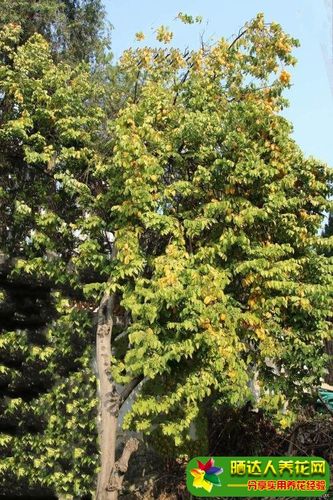 屋后种什么树最旺 北方庭院十大吉祥之树 种什么树