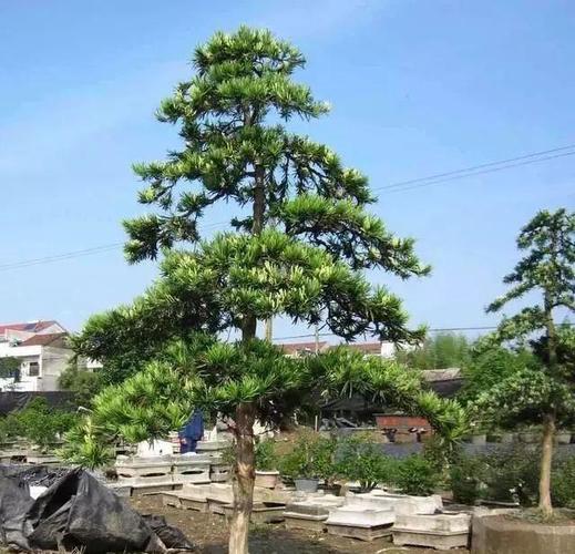 动辄百万千万的罗汉松为何如此稀贵