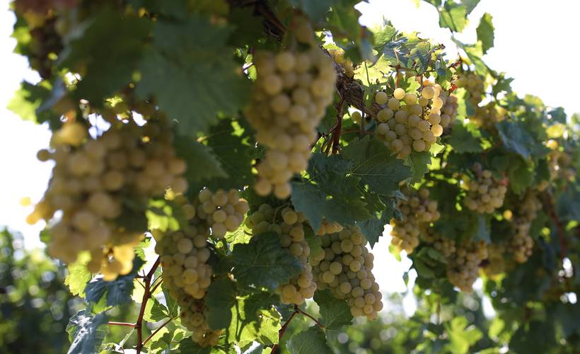 俄罗斯:收获葡萄