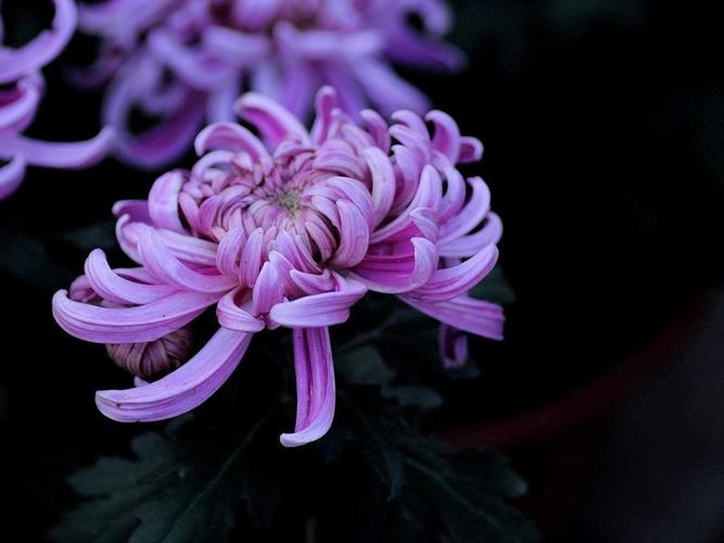 90微试拍紫色菊花