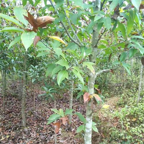 稀有树种半枫荷苗木限量供应15年半枫荷苗价格