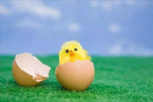 鸡蛋孵小鸡多少天