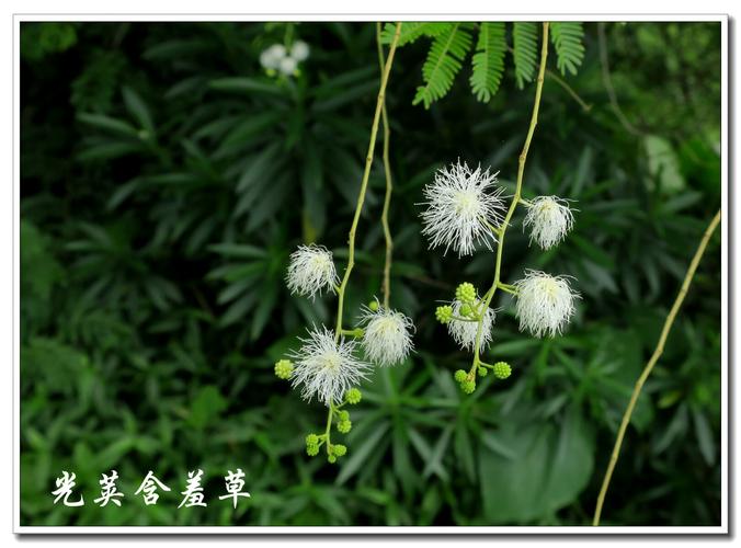 光荚含羞草,花序就像啦啦队手里的花球.