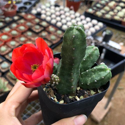 桃太郎 开花仙人球仙人柱 防辐射绿植 多肉植物组合