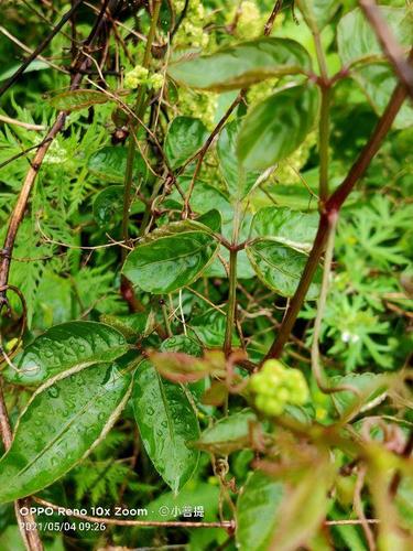 传说这种叫母猪藤的植物曾经帮助县太爷的女儿参加选妃