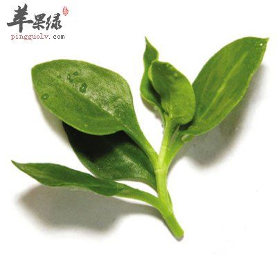 穿心莲的功效与作用