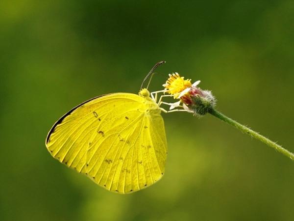 学名">学名 /a>: b> i>eurema alitha /i> /b>),又名 b>江崎黄蝶 /b>