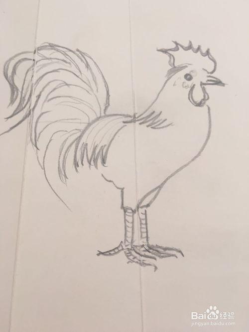 大公鸡简笔画素描