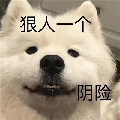 可爱超萌狗狗的搞怪带字表情包