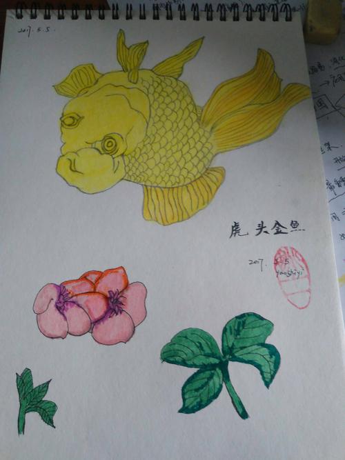 今日绘画:虎头金鱼