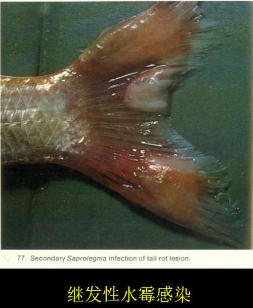 鱼病知识多图了解水霉病