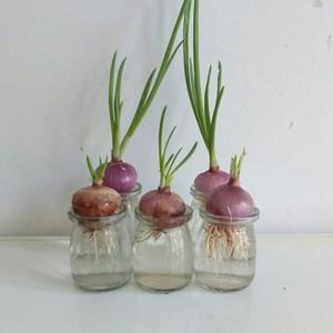 水培洋葱观察简笔画