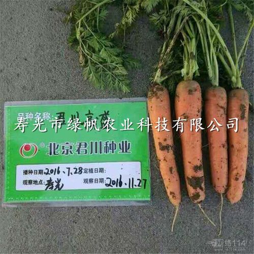 供应高盛f1胡萝卜杂交种 早春胡萝卜种子 三红率高