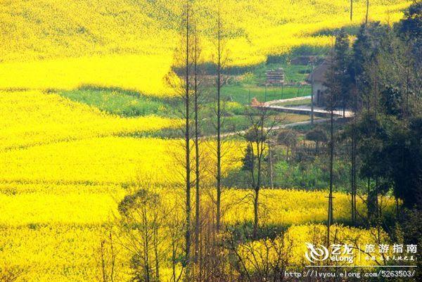 【四川】成都崇州,油菜花也有春天, 行走的强子旅游