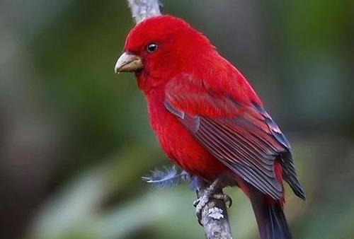 野生种群大多生活于海拔2000米左右的树林和灌丛中,这种鸟类还被认为