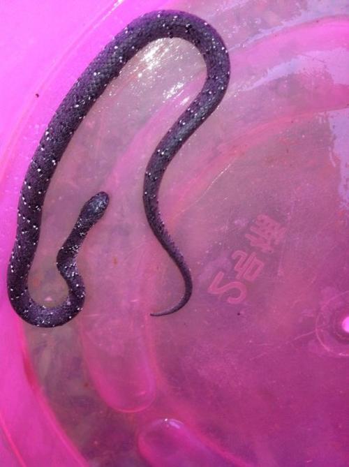 请问这种是什么蛇 刚刚出生的很难分辨是什么蛇