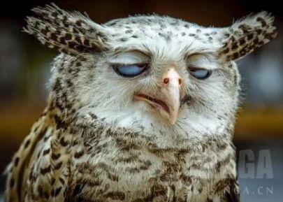 [氵]戳白面鸮这么可爱吗