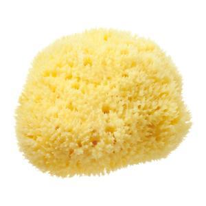 the natural sea sponge company east mediterranean honeycomb sea