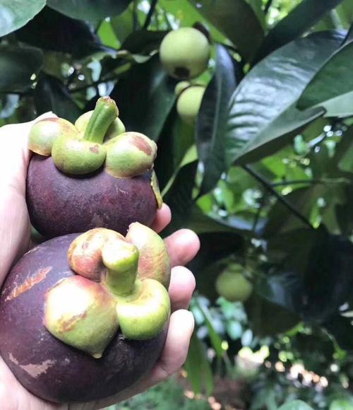 山竹树苗泰国山竹苗