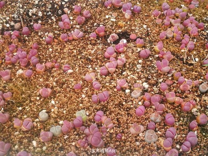 长期各种生石花批发零售 一手货源