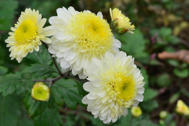 这是什么品种的菊花?