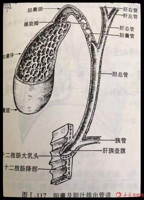 胆囊解剖结构示意图