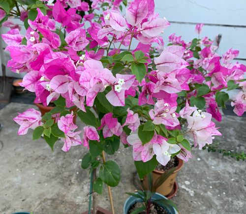 三角梅之漳红樱成长记录