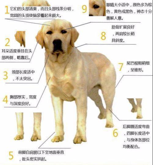 "纯种"拉布拉多犬都有的7个特点,我养的是串串,你家的