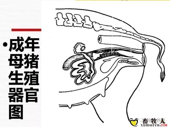 解剖——母猪生殖系统构造