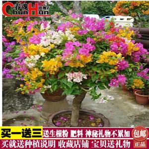 三叶梅七彩花卉花苗重瓣大苗三角梅盆景绿植植物 春魂旗舰店