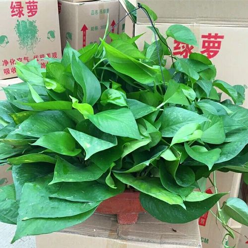 精品绿航绿萝室内盆栽绿植防辐射吸甲醛植物绿萝盆栽水培土培绿植