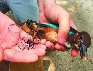 男子为拍温馨喂食照 抓雏鸟绑当儿树枝被举报(图)