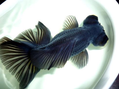 墨龙睛的墨 龙睛