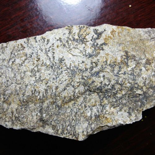 请问这是海藻化石不?