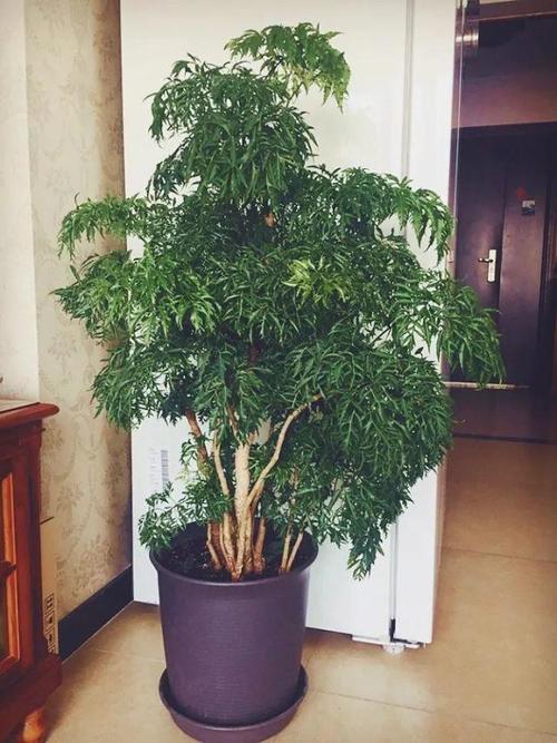 家里养盆"福禄寿",开的花绚丽多彩,天天都有好运气